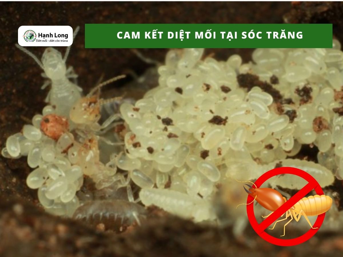 Cam kết dịch vụ diệt mối tại Sóc Trăng