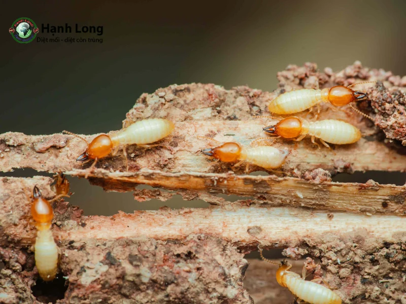 Ngâm tẩm hóa chất cho các cấu kiện gỗ Ngâm tẩm hóa chất cho các cấu kiện gỗ