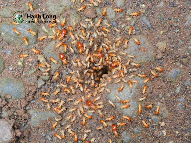 thuốc diệt mối đất thuốc diệt mối đất