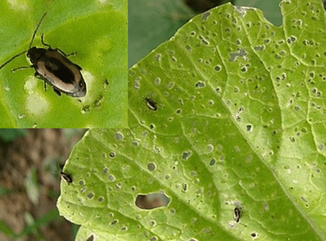 Bọ nhảy hại rau