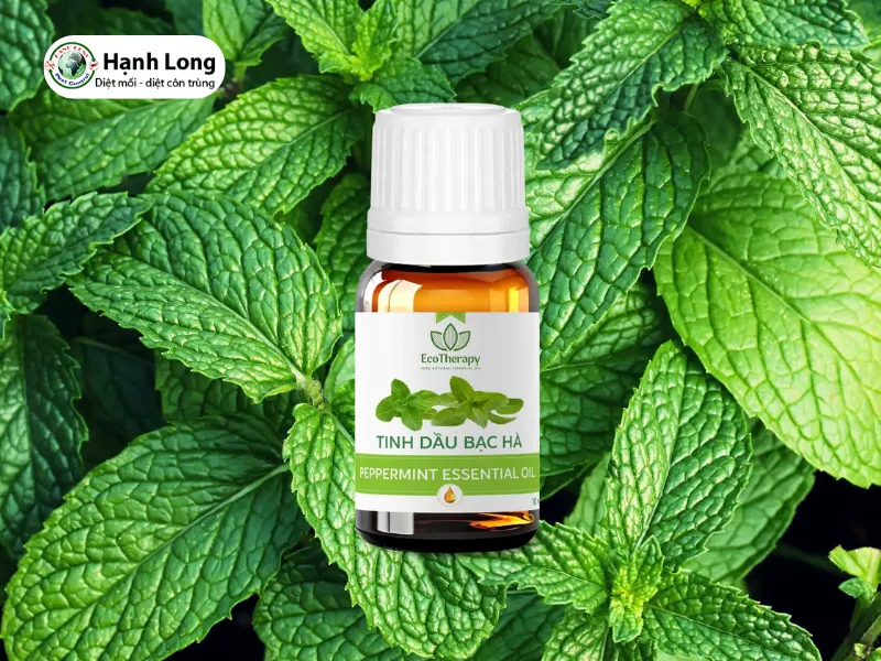 diệt mối cửa gỗ