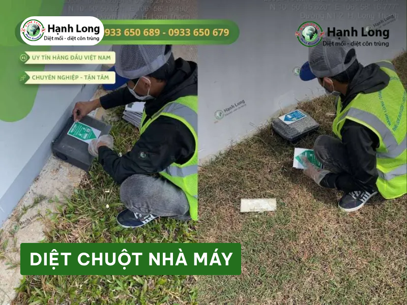 Dịch vụ Diệt chuột nhà máy
