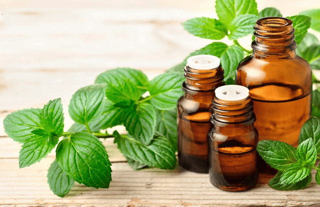 lưu ý khi sử dụng tinh dầu bạc hà