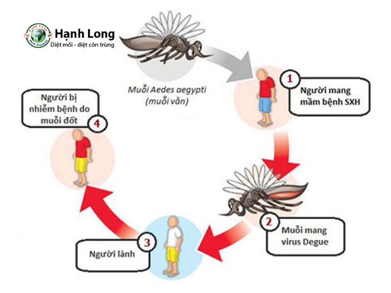 muỗi vằn gây sốt xuất huyết muỗi vằn gây sốt xuất huyết