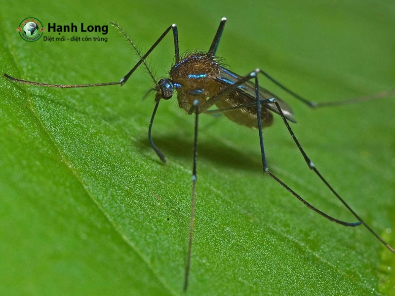 Muỗi Uranotaenia Muỗi Uranotaenia