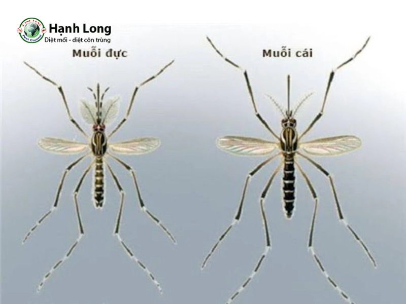 muỗi đực và muỗi cái muỗi đực và muỗi cái
