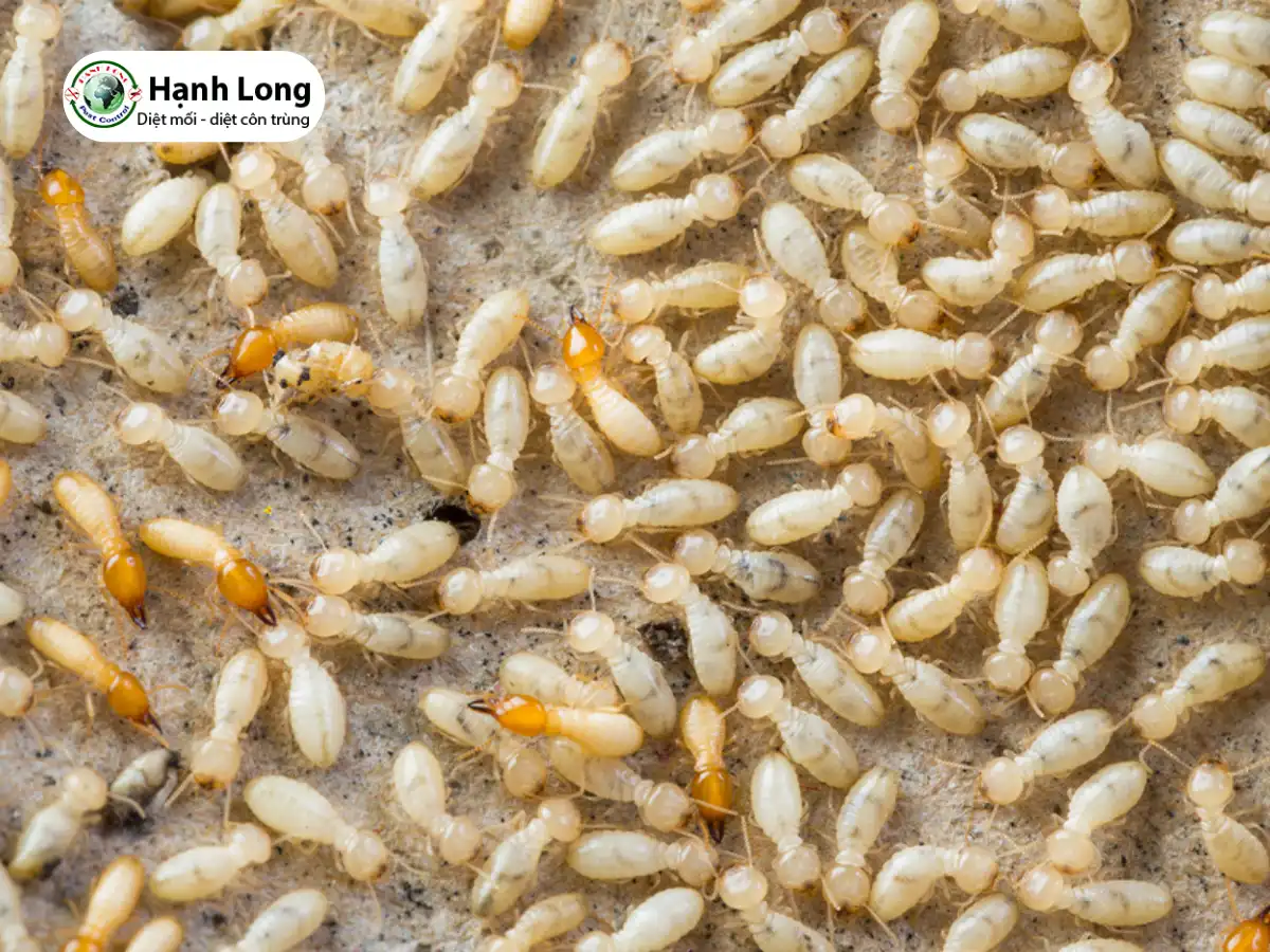 công ty phòng chống mối