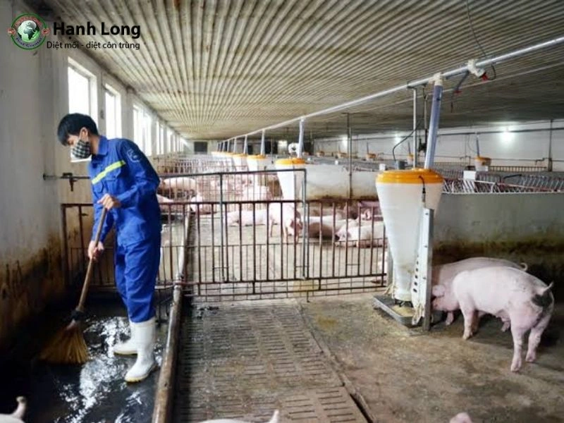 cách diệt muỗi chuồng trại