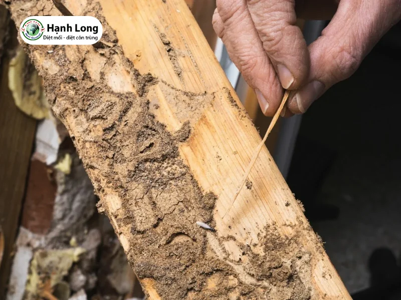 cách trị con mối ăn gỗ