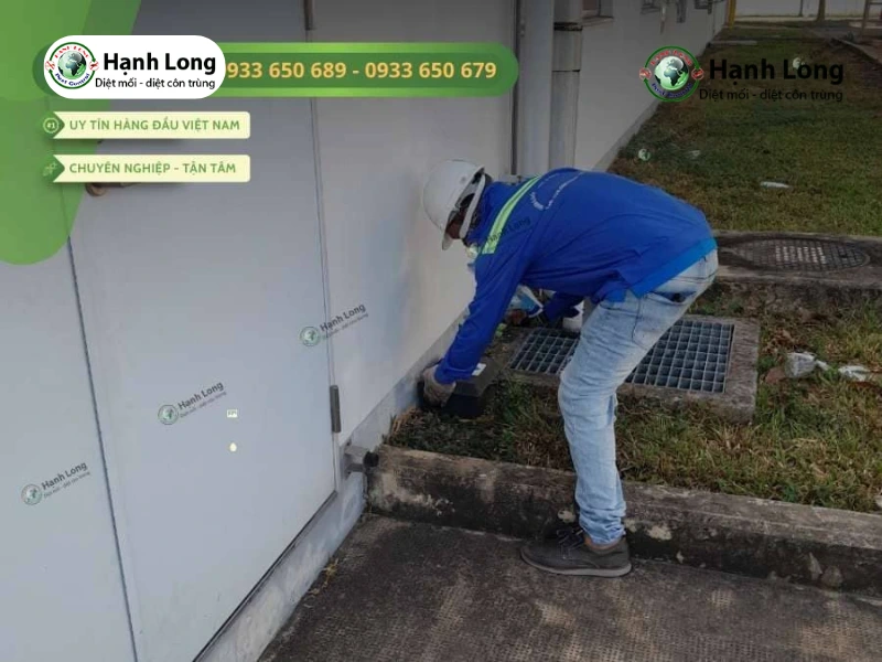 Dịch vụ diệt chuột xí nghiệp