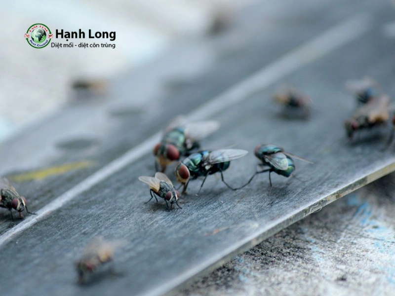 công ty diệt ruồi công ty diệt ruồi