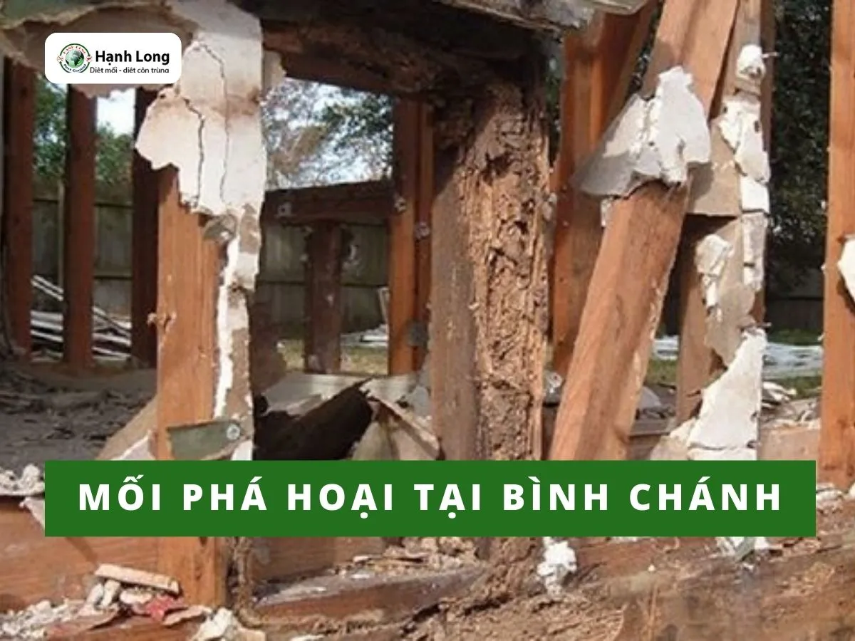 diệt mối tận gốc tại Bình Chánh