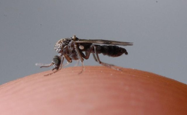 Hình ảnh con dĩn đang hút máu