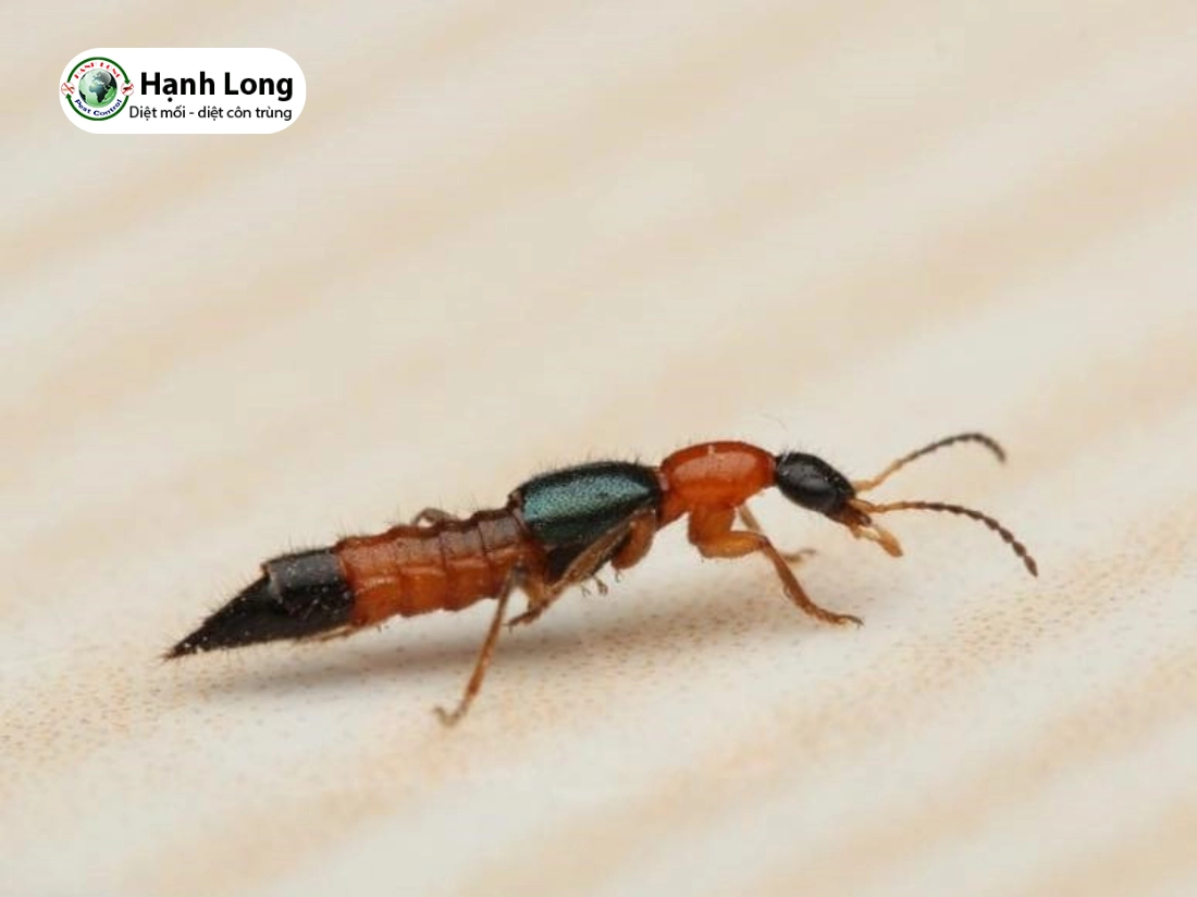 diệt kiến ba khoang