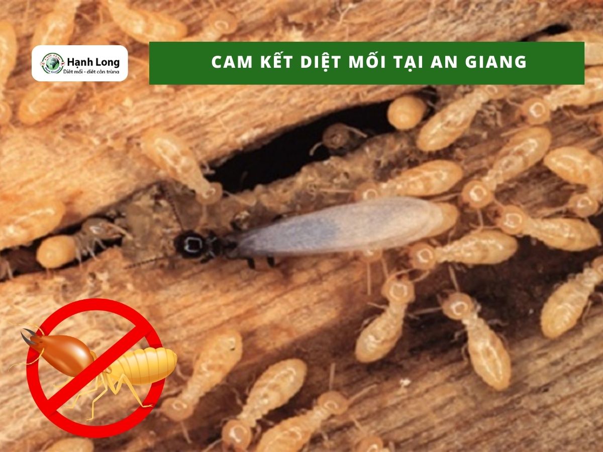 Quy trình diệt mối An Giang tận gốc