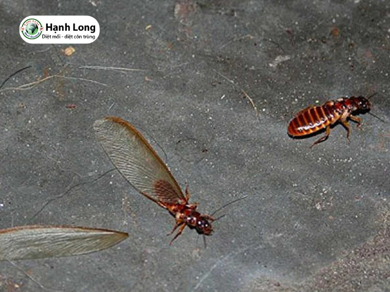 Dùng ánh sáng để bắt mối cánh