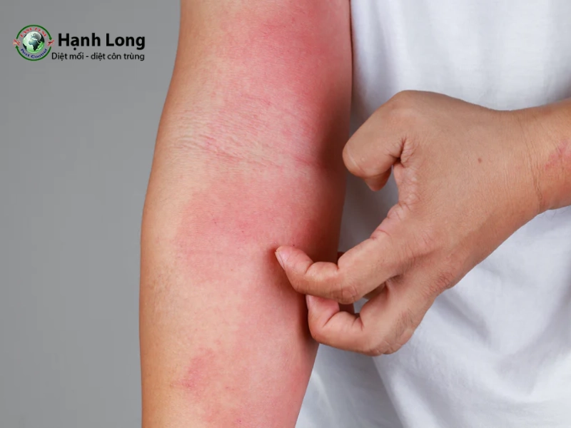 tác hại của con mối tác hại của con mối