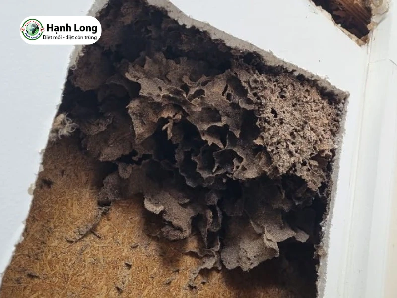 mối chúa đẻ trứng