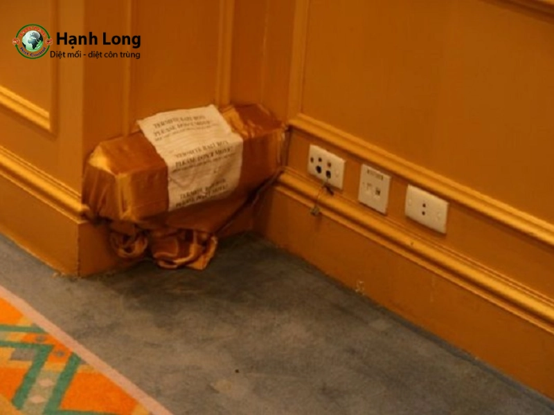 Dùng trạm nhử bằng bìa carton ẩm