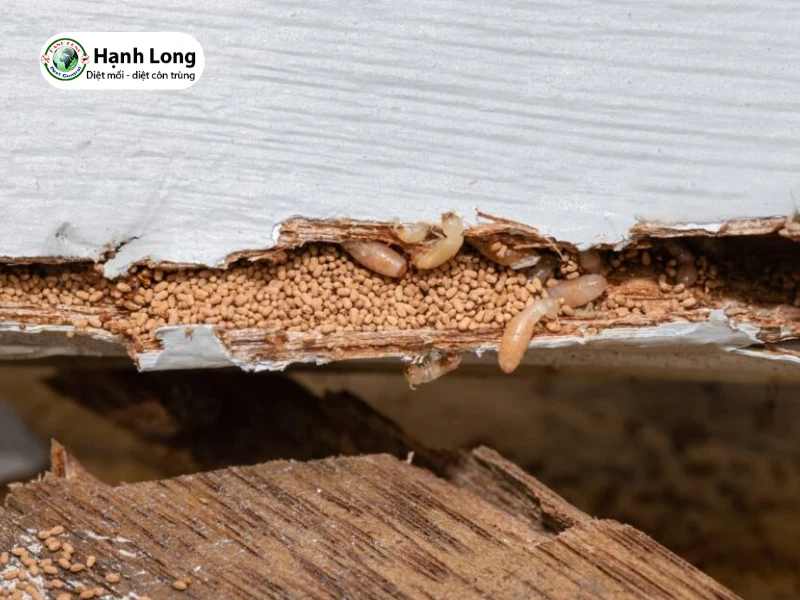 nguyên nhân gây mối mọt