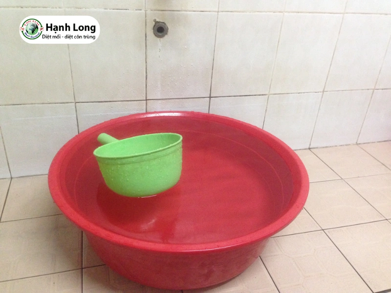 diệt mối ăn gỗ