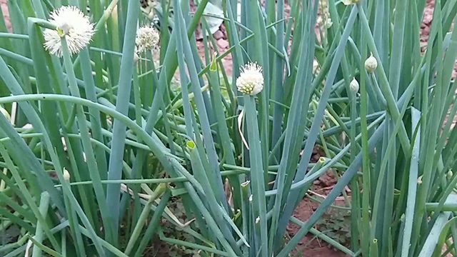 Dùng cây họ hành