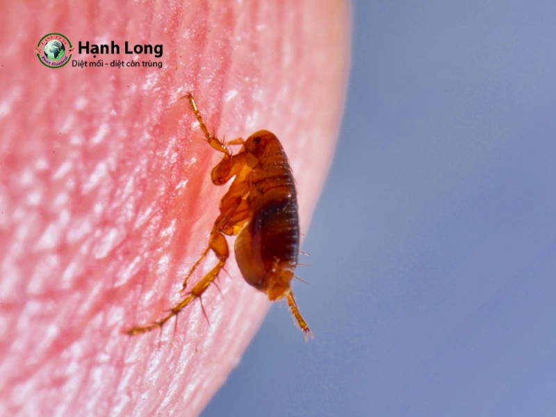 dịch vụ diệt bọ chét dịch vụ diệt bọ chét