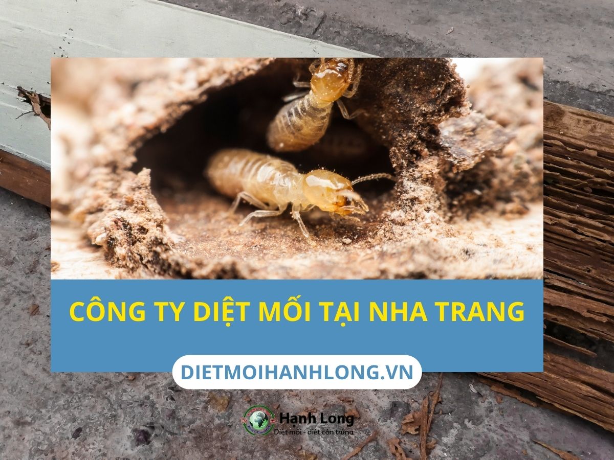 Công ty diệt mối tận gốc tại Nha Trang