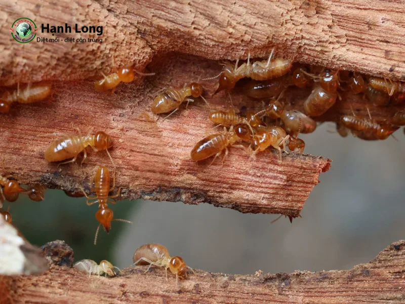 cách trị mọt gỗ tại nhà