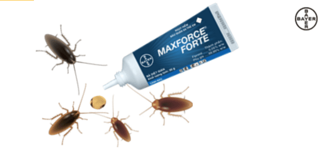 Bả diệt gián hiệu quả như nào