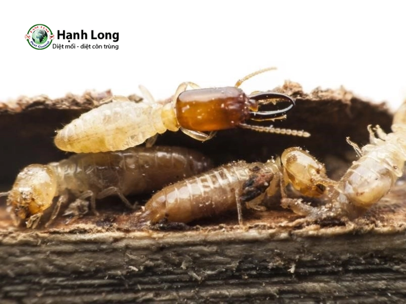 thuốc diệt mối trên gỗ