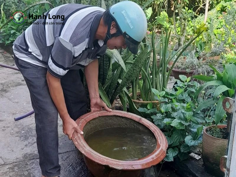 cách phòng chống muỗi anophen cách phòng chống muỗi anophen