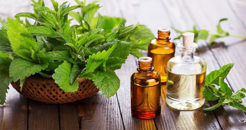 Đuổi muỗi bằng tinh dầu