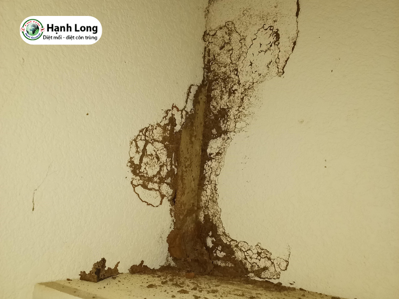 Mối có ăn tường không? Sự thật nhiều người hiểu sai