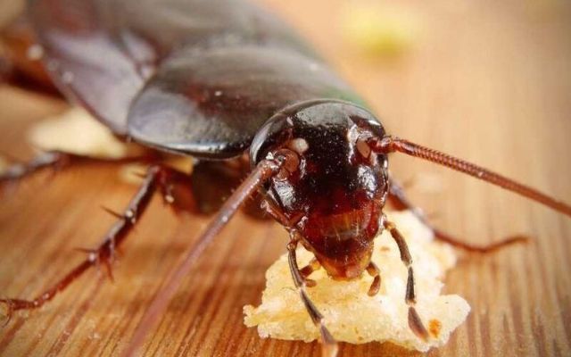 Tác hại của loài gián gây ra cho con người