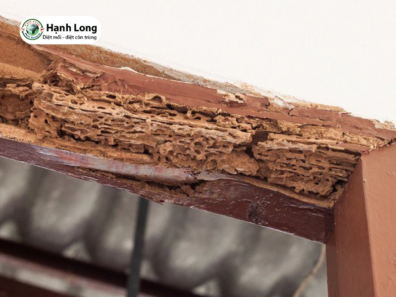 nguyên nhân mối mọt