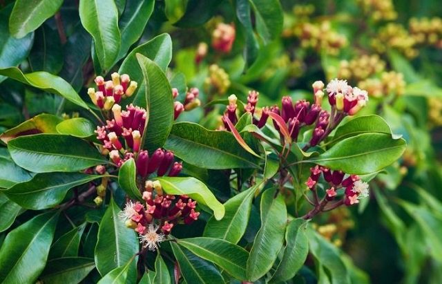 cay-duoi-muoi-dinh huong