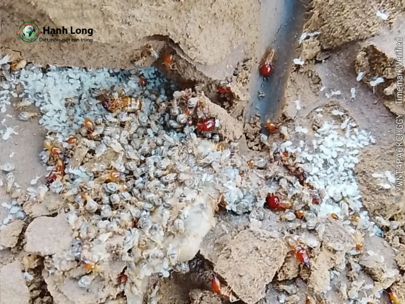 công ty diệt mối quận 12