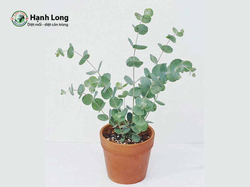 cây đuổi muỗi trồng trong nhà
