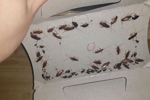 Cách bẫy gián bằng băng dính