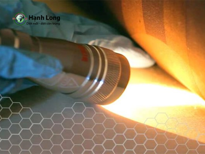 Dịch vụ diệt rệp Dịch vụ diệt rệp