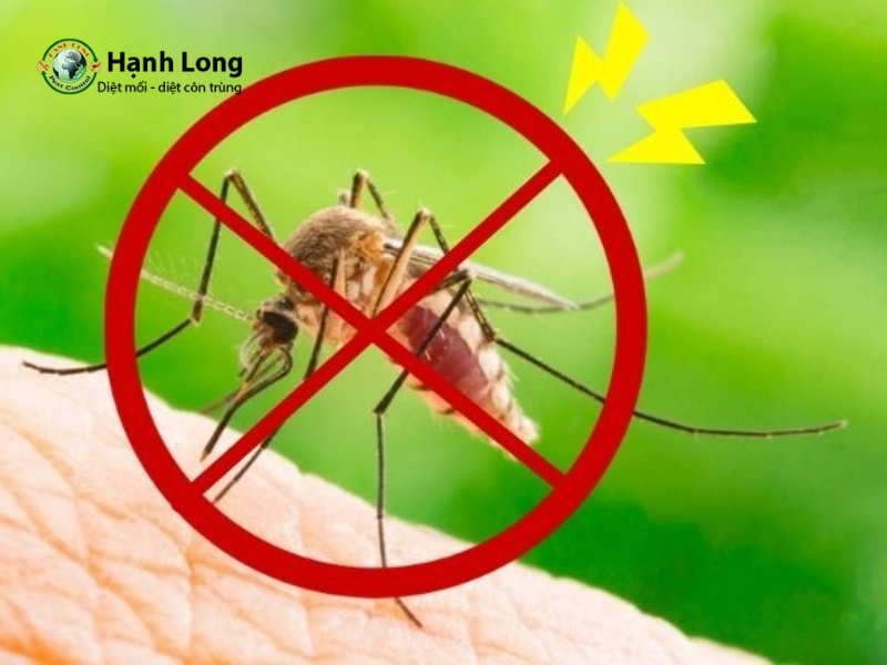 Cách phòng chống muỗi Anophen trong mùa mưa hiệu quả