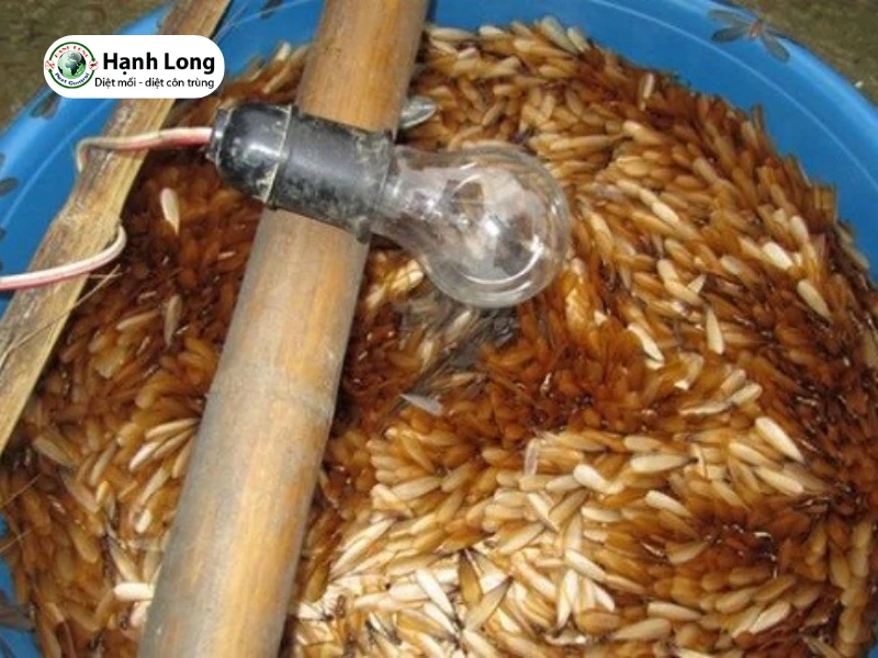 cách diệt mối cánh