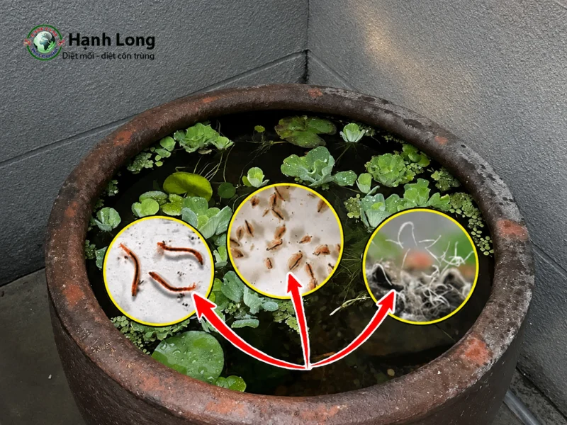 diệt lăng quăng trong chậu cây thủy sinh