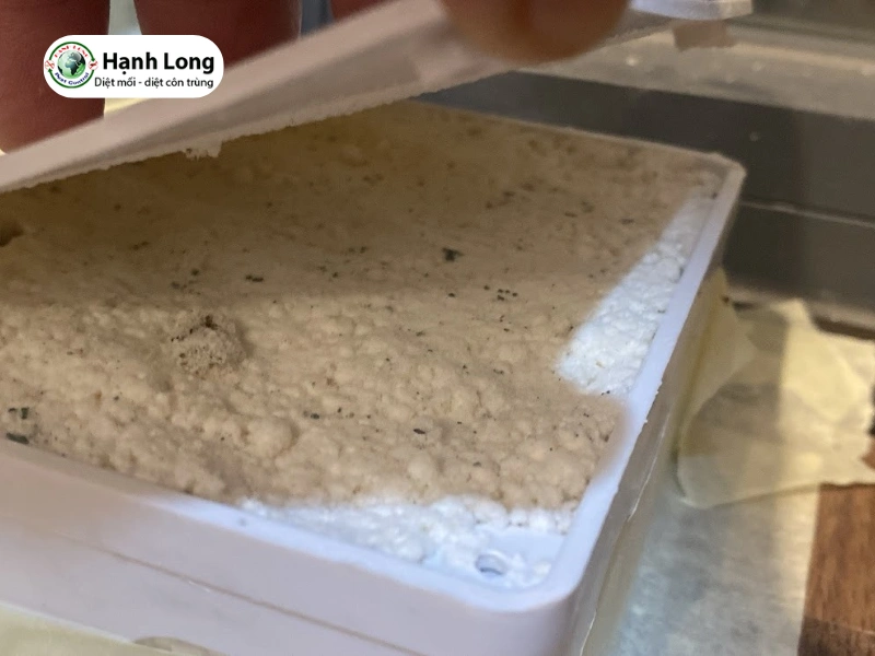 diệt mối quận 6 diệt mối quận 6