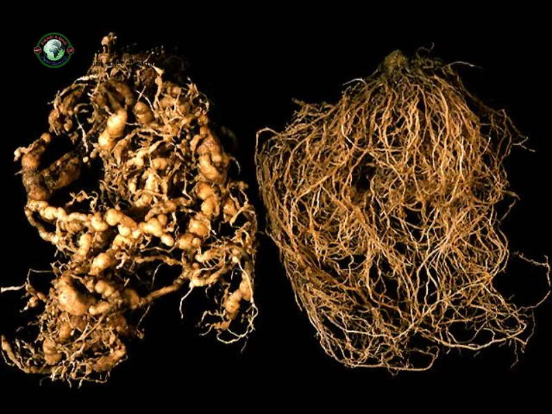 diệt mối sinh học diệt mối sinh học