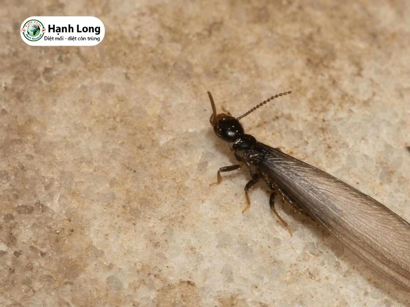 hình ảnh con mối cánh