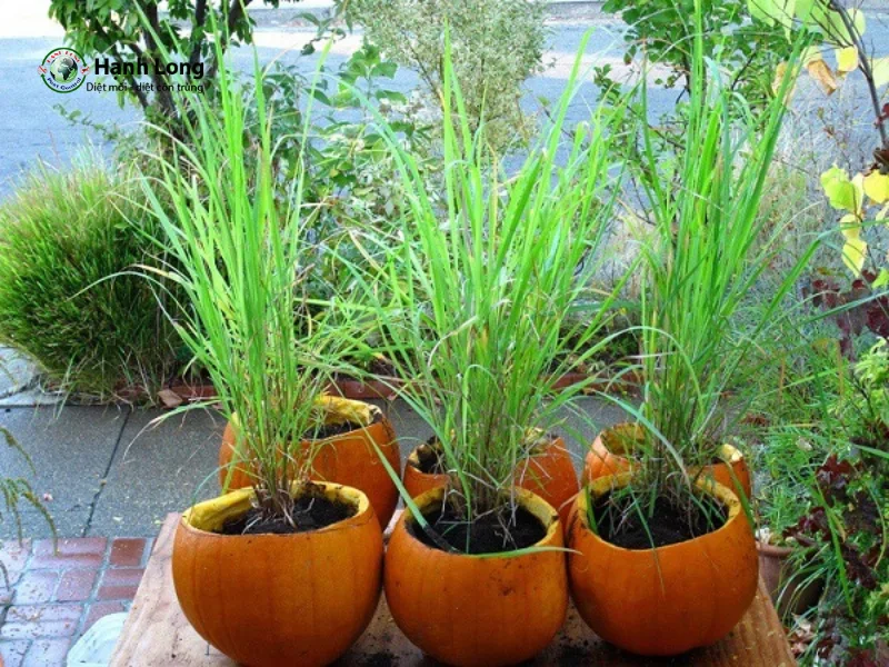 cách đuổi ong vò vẽ cách đuổi ong vò vẽ