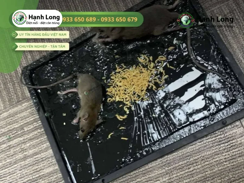 Dịch vụ diệt chuột nhà máy