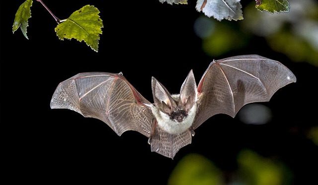 Cách đuổi dơi 1